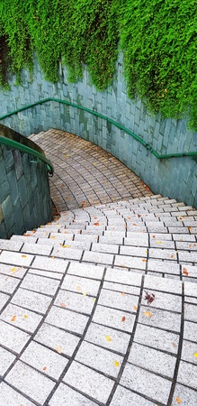 Textured of the tile pattern down the stairs with full green vine on the rough wall in garden park - Exterior design and Beauty of Natureの写真素材