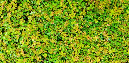 Pattern of many freshness small green leaves nature background wet after raining  in the garden