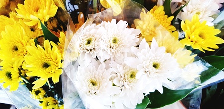 Many fresh white and yellow chrysanthemum for sale on street market - Beauty of colorful flower...