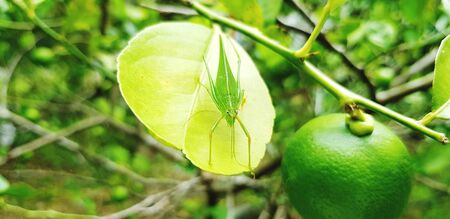 Fresh lime with grasshopper on leaf in fruit farming. Harvest of agriculture and animal or insectの写真素材