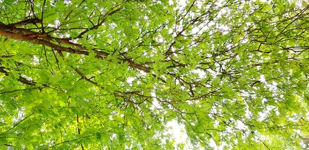 Pattern of big tree branch with green leaves for background - Beauty of nature and plant growing...