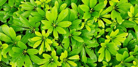 Fresh green plant or leaves wet rain water after raining day in the garden for background -...