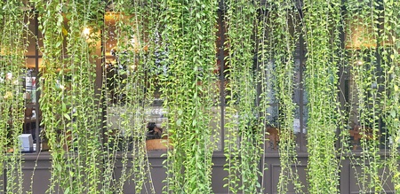 Green vine or creeping plant growth on the glass wall background - Nature plant, Decoration and Background conceptの写真素材