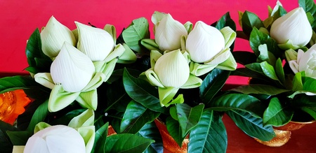 Many beautiful white lotus with green leaves in phan worship on red background for people bring it to pay homage or worship monk and Buddha statue at Thai temple - Faith, Respect and Religion conceptの写真素材