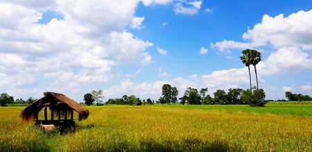 Hut in green and yellow rice field with palm tree and blue sky with cloud background - Beauty of Nature, Landscape view and Agriculture conceptの写真素材