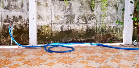 Blue water horse putting on orange title floor with dirty cement wall in house and copy space -...