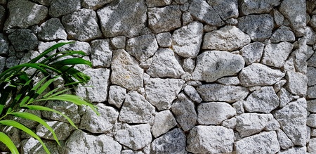 Palm or coconut leaves on gray or white stone wall with shadow of tree and copy space - Background,...