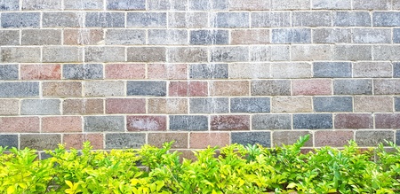 Green tree plant with vintage brick wall for background and copy space - Wallpaper, Vintage, Dirty, Beauty of Nature and Pattern conceptの写真素材