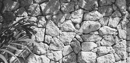 Palm or coconut leaves on gray or white stone wall with shadow of tree and copy space in black and...