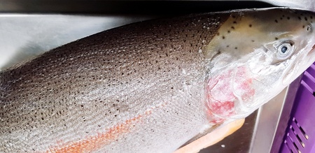 Fresh salmon on stainless steel for sale at seafood market - Animal, Uncooked, Death and Skin...