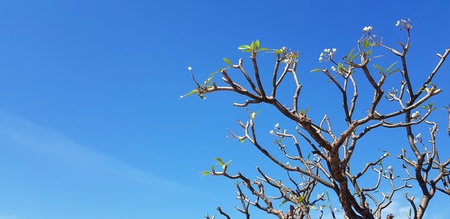 Beautiful tree branch, flowers with clear blue sky for background and copy space - Beauty of nature,...