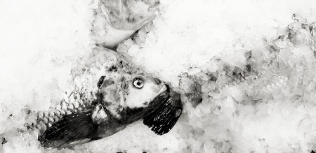 Close up fresh Thai ruby, carp or Tilapia fish freezing on ice with copy space at fish market in...