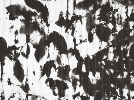 Many dry leaves fall on white roof  in black and white style for background - Wallpaper, Abstract...