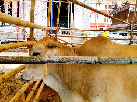 White cow standing in corral or animal farm with stainless steel fence foreground and construction background - Animal and Wildlife conceptの写真素材