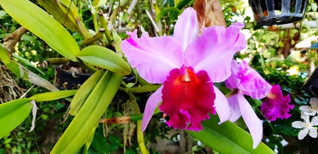 Close up beautiful purple or violet orchid flower with green leaves background in the plant garden - Beauty of Nature conceptの写真素材