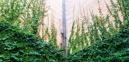 Stainless steel pipeline install on wall among green creeper or ivy plant for background - Installation, Beauty of Nature and Wallpaper conceptの写真素材