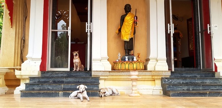 Many dog sitting and waiting in front of Thai church or temple like a security guard for protect Valuable or asset inside with black Buddha statue - Protection, Wild life, Cute, and Ancient placeの写真素材