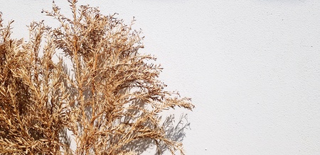 Dried brown tree and flower isolated on white concrete wall with copy space - Decoration, Beauty of Natural, Growth, Old and Plant conceptの写真素材