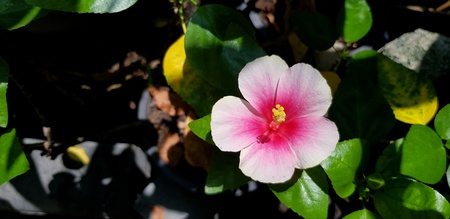 Hibiscus or pink flower with green leaves and wall background with copy space - Beautiful, Beauty of...