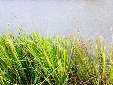Green grass or rice growth isolated on gray concrete wall with above copy space - Beauty of Nature, Plant and Growing life conceptの写真素材