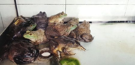 Many toad, bullfrog or frog in glass cabinet for sale and make special menu for customer with right side copy space on local street food in Singapore - Animal, Reptile, Wildlife and Food conceptの写真素材