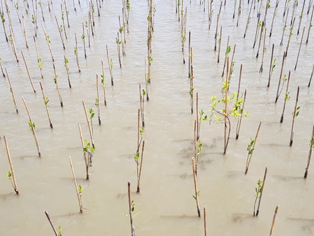 Many small green mangroves forest growth in the water. People plant these tree for protect sea and wave destroy coast or land - Protection environment, Green earth and Safe world conceptの写真素材