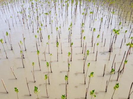 Many small green mangroves forest growth in the water. People plant these tree for protect sea and wave destroy coast or land - Protection environment, Green earth and Safe world conceptの写真素材