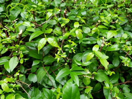 Small green leaves pattern and Pruning of mok tree in garden park