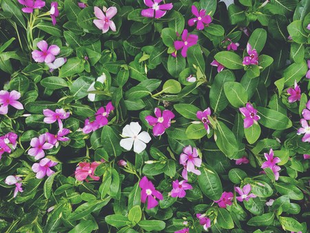 Purple, pink and white flowers with green leaves in garden park for background - Beauty of Nature, Wallpaper, Beautiful pattern and Colorful floral conceptの写真素材