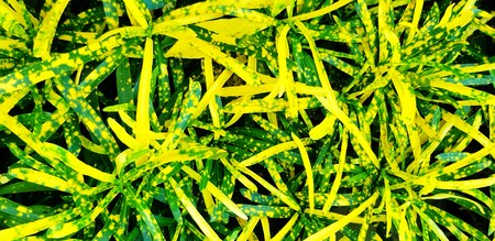 Beautiful pattern of green and yellow leave for background in garden park - Beauty in Nature, Growth...