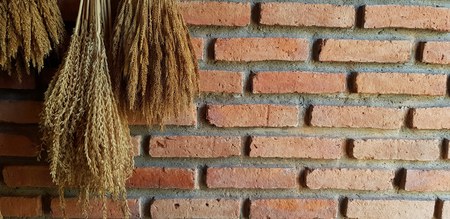 Rice, tree or flower dried hanging and decorate on orange or brown brick wall with right copy spaceの写真素材