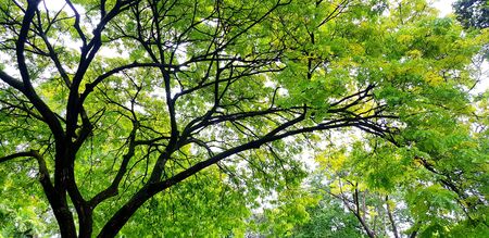 Beautiful big tree branch with green leaves for background - Beauty of nature and plant growing...