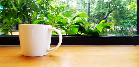 White cup of coffee putting on wooden table with green plant background and right copy space -...