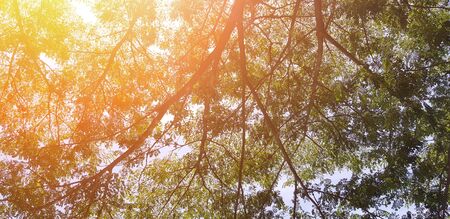 Beautiful big tree branch with green leaves and orange sunlight flare for background in morning day ...