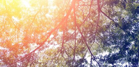 Beautiful big tree branch with green leaves and orange sunlight flare for background in morning day - Beauty of nature, plant growing and Natural Wallpaper conceptの写真素材