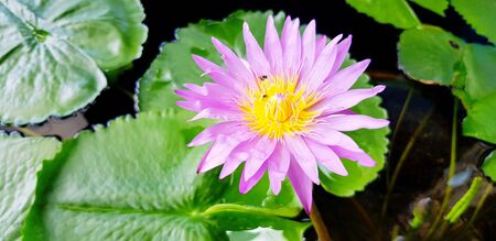 Beautiful Violet or purple lotus blooming with green leaves on water for background - Beauty of Nature, Petal, Pollen and Shape conceptの写真素材