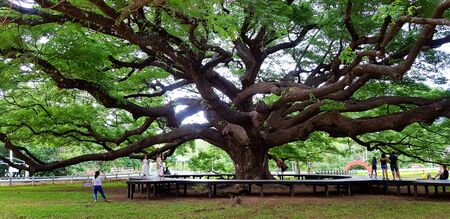 Kanchanaburi, Thailand- July 22, 2019:  Tourist or People travel and  taking phot o with Giant Monkey Pod tree at Kanchanaburi, Thailand. Landmark for travel in Asia.Old big tree and Beauty of Natureのeditorial素材