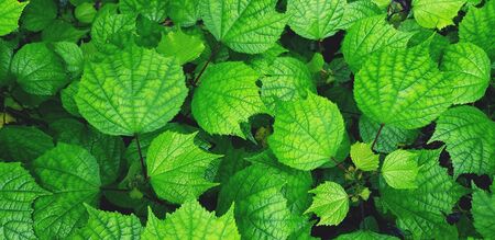 Beautiful fresh green leaves pattern for background at garden park in vintage tone. Beauty of...