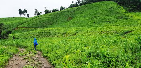 Tourist or Hikers in blue raincoat with backpack walking through the way among corn field with green mountain and sky background. Travel in beautiful nature and Activity on long weekend.の写真素材