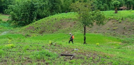 Gardeners are spraying to kill insects and weeds in the rice fields with green tree and farmer hut background. Agriculture conceptのeditorial素材