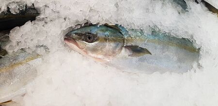 Fresh Hamachi, Buri or Japanese yellow tail fish freezing on ice for sale at seafood market or...