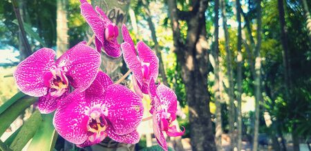 Violet or purple orchid bouquet blooming with right copy space in blue vintage tone filter. Beautiful flower or Floral conceptの写真素材