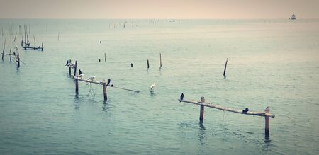 Many birds are on bamboo in the sea. in blue filter vintage tone. Animal wildlife and Beauty of natureの写真素材