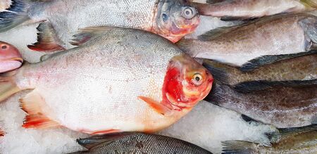 Fresh White pomfret, Silver pomfret or snapper fish freezing on ice for sale at seafood market or...