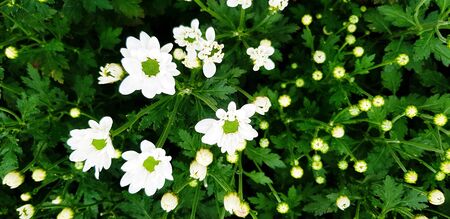 Top view of tropical white flower with green leaves blooming in floral garden and copy space. Beauty...