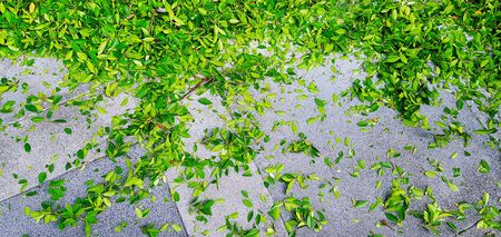 Many green leaves drop or falling on gray or grey ground or tile floor after gardener cutting and decorated tree branches.の写真素材