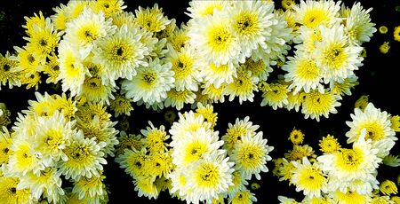 Pattern of Beautiful tropical white and yellow flower with green leaves in fresh floral garden park. Beauty of nature, Name of flower is Chrysanthemum and scientific name is Dendranthema Grandifloraの写真素材