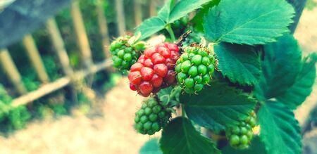 Close up fresh raspberry or red berry on tree with green leaves and blurred background with copy space on left. Organic fruit and Harvest of agricultureの写真素材
