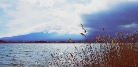 Landscape view of  Fuji mountain with lake and dry flower grass foreground in vintage tone. Selective focus at mountain background. Landmark for travel in Japan and Asia, Beauty in nature and Outdoorの写真素材
