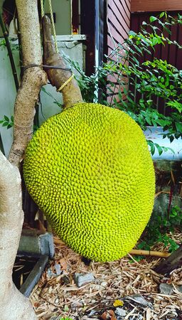 Big jack fruit hanging on tree. Fresh fruit and Harvest of agriculture. Asian food